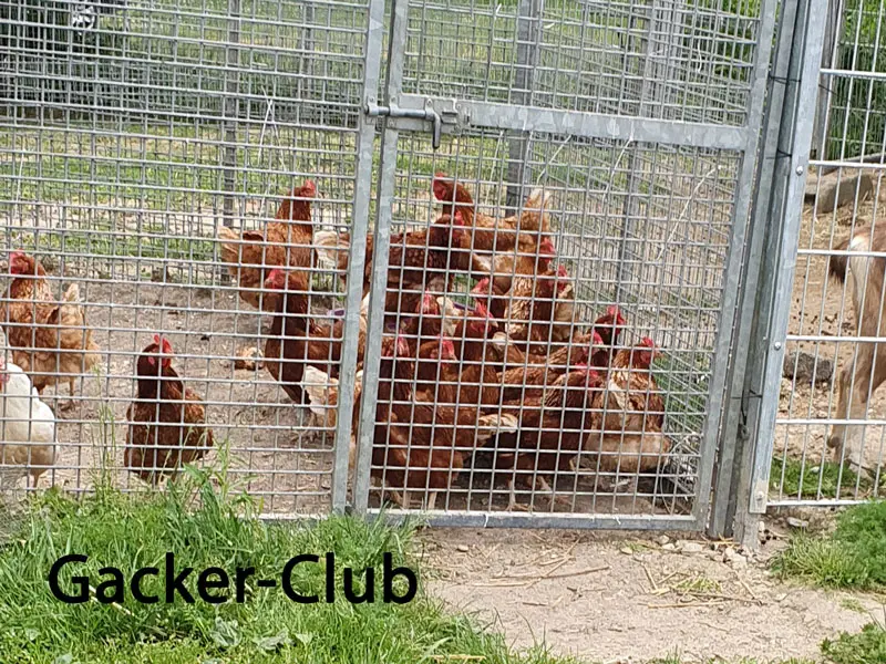 unsere Hühner - Wir nennen sie den Gackerclub
