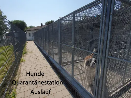 Hunde Quarantänestation Auslauf