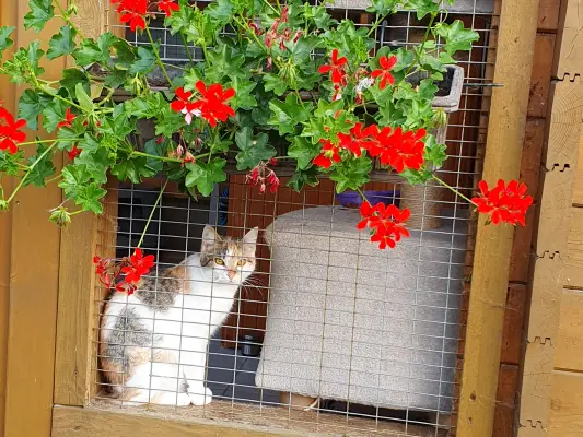 unsere Katzen haben viele schöne Sitzplätze