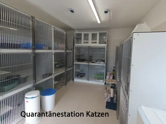die Quarantänestation der Katzen