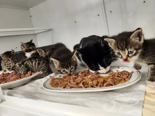 wir versorgen viele Katzenbabies