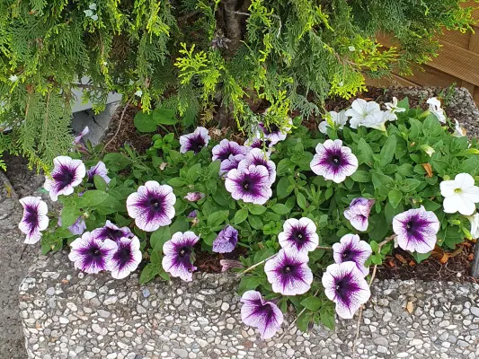 Blumenschmuck im Tierheim