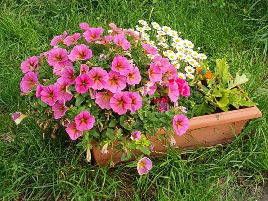 Blumenschmuck im Tierheim