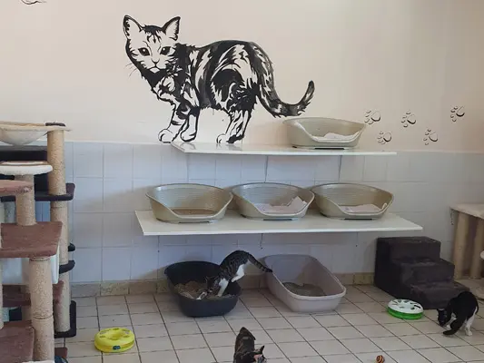 das Katzenhaus von innen