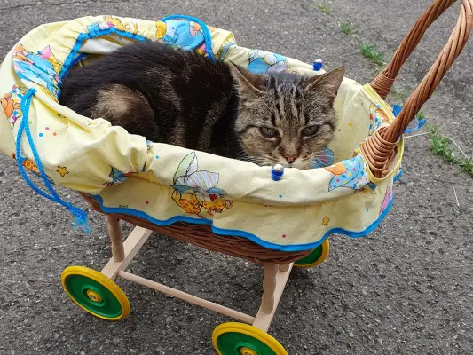 Katze liegt in Puppenwagen