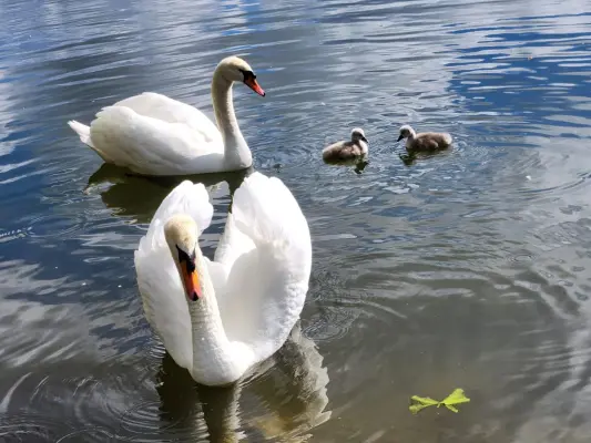 unsere Schwäne haben hier ein Paradies gefunden