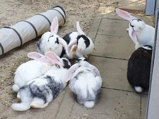 auch die Kleintiere wie Hasen und Meerschweinchen fühlen sich bei uns wohl