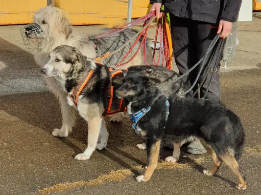 die Hunde haben immer viel Spaß wenn jemand mit ihnen Gassi geht