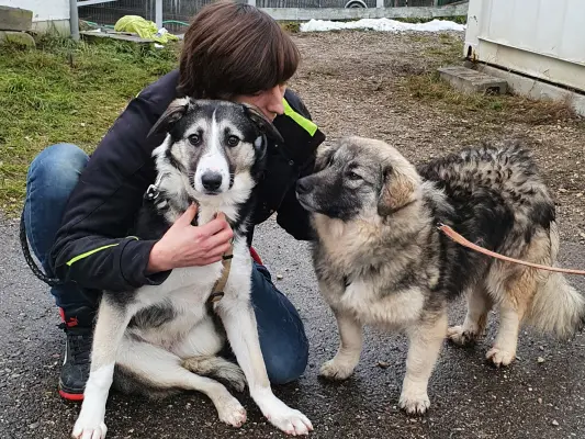 die Hunde haben immer viel Spaß wenn jemand mit ihnen Gassi geht
