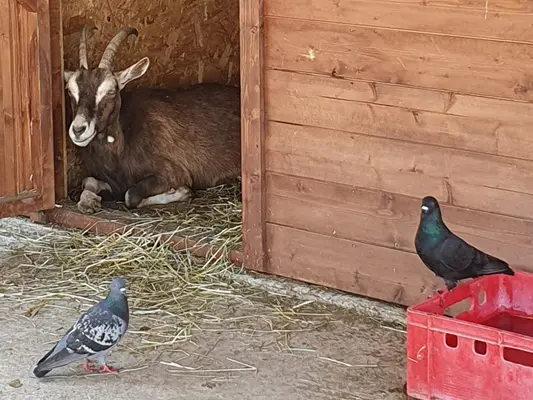 unser Ziegen haben es sehr gemütlich