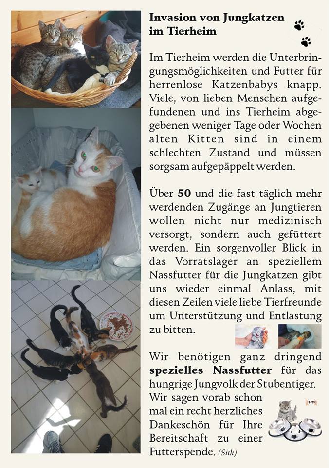 Invasion von Jungkatzen im Tierheim Hamlar