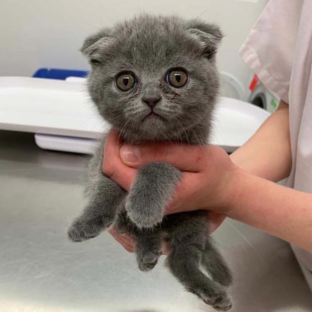 Katzenbaby aus Moldawien