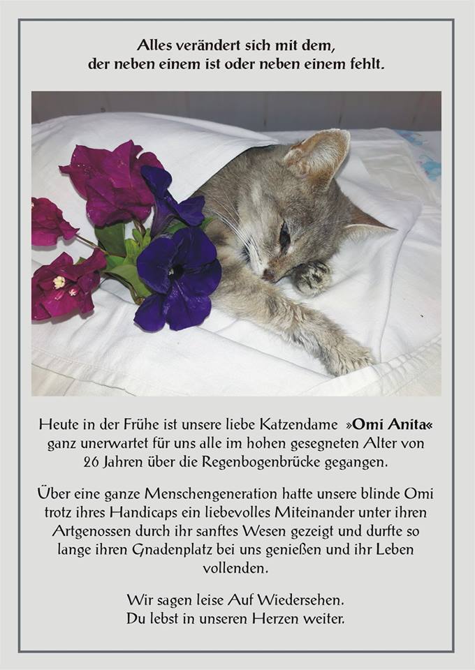 Omi Anita nun im Katzenhimmel