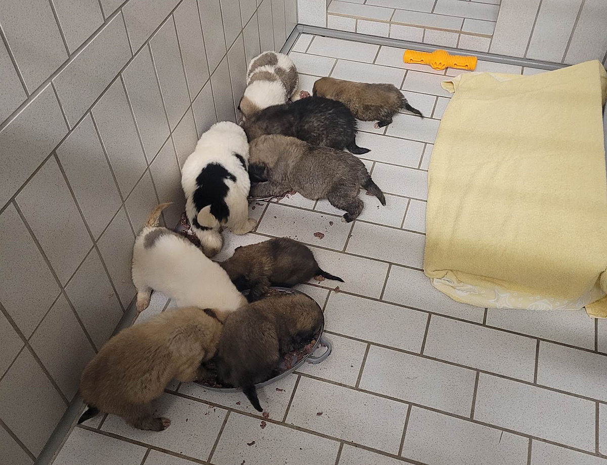 Neun Hundewelpen werden vor dem Tierheim Hamlar ausgesetzt