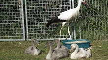 Verletzter Storch erholt sich im Tierheim