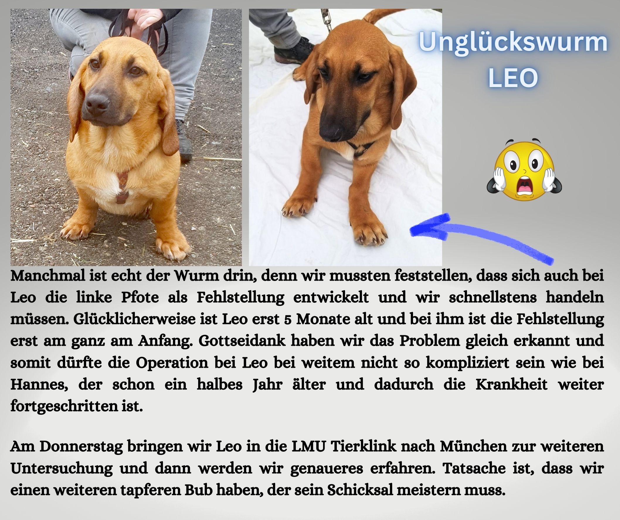 Leo muss operiert werden