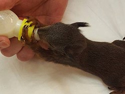 Flaschenalarm im Tierheim Hamlar