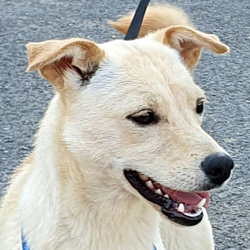 Bella